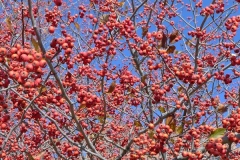 Cherry1200x400